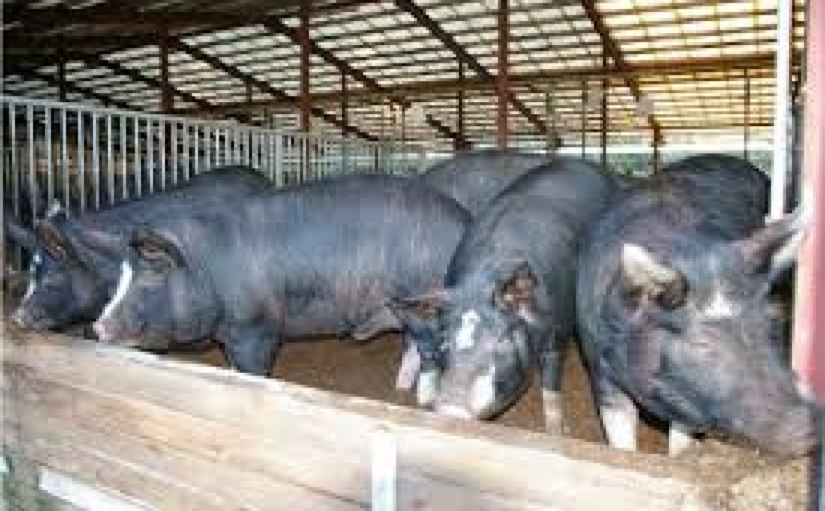 OSUN AIMS TO BOOST PIG FARMING – As Agric Commissioner Prepares To Flag Off Piggery Artificial Insemination In The State