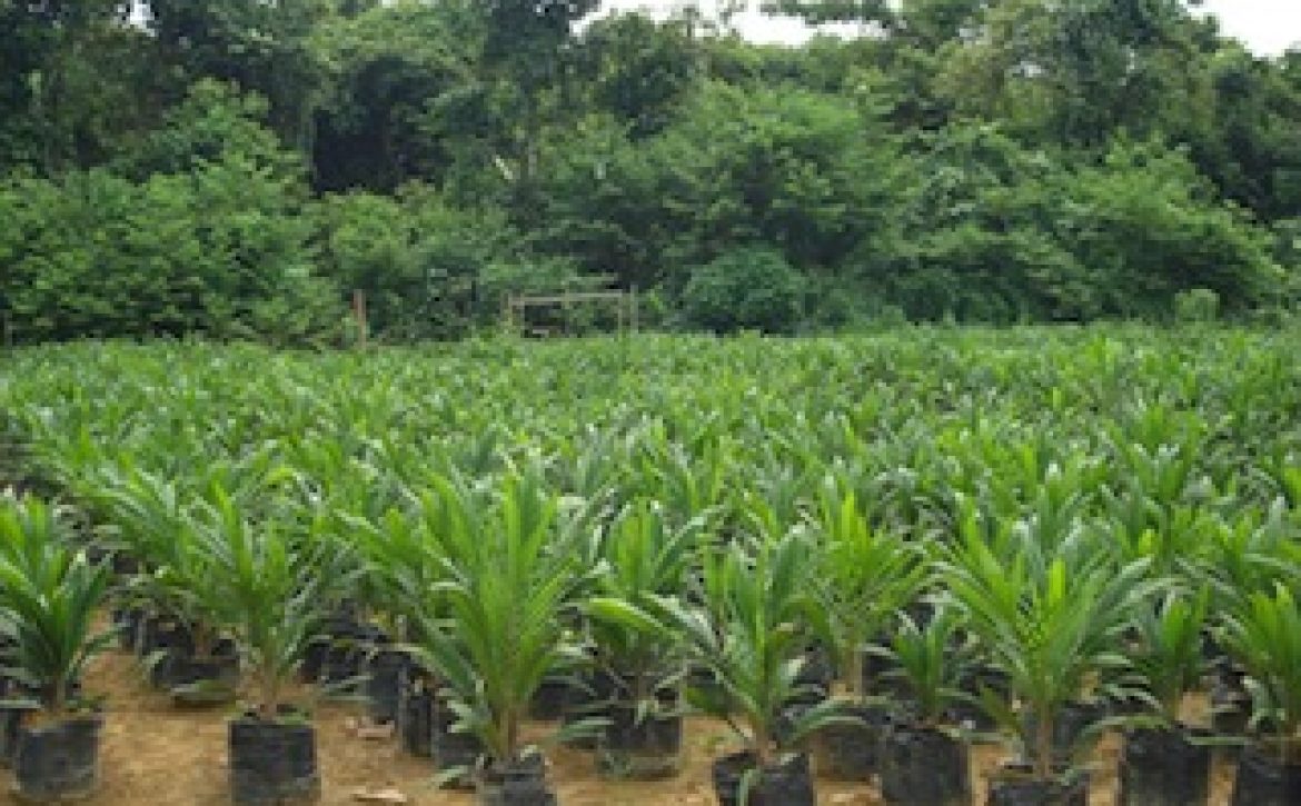 Oil-Palm-Seedlings