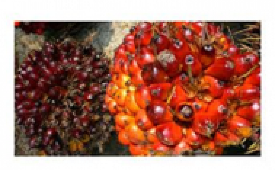 palmoil