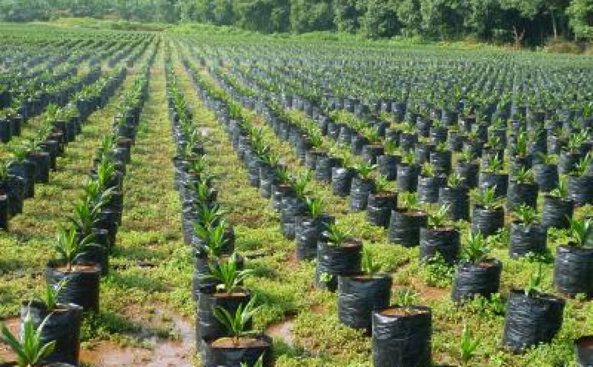 Oil-Palm-Seedling