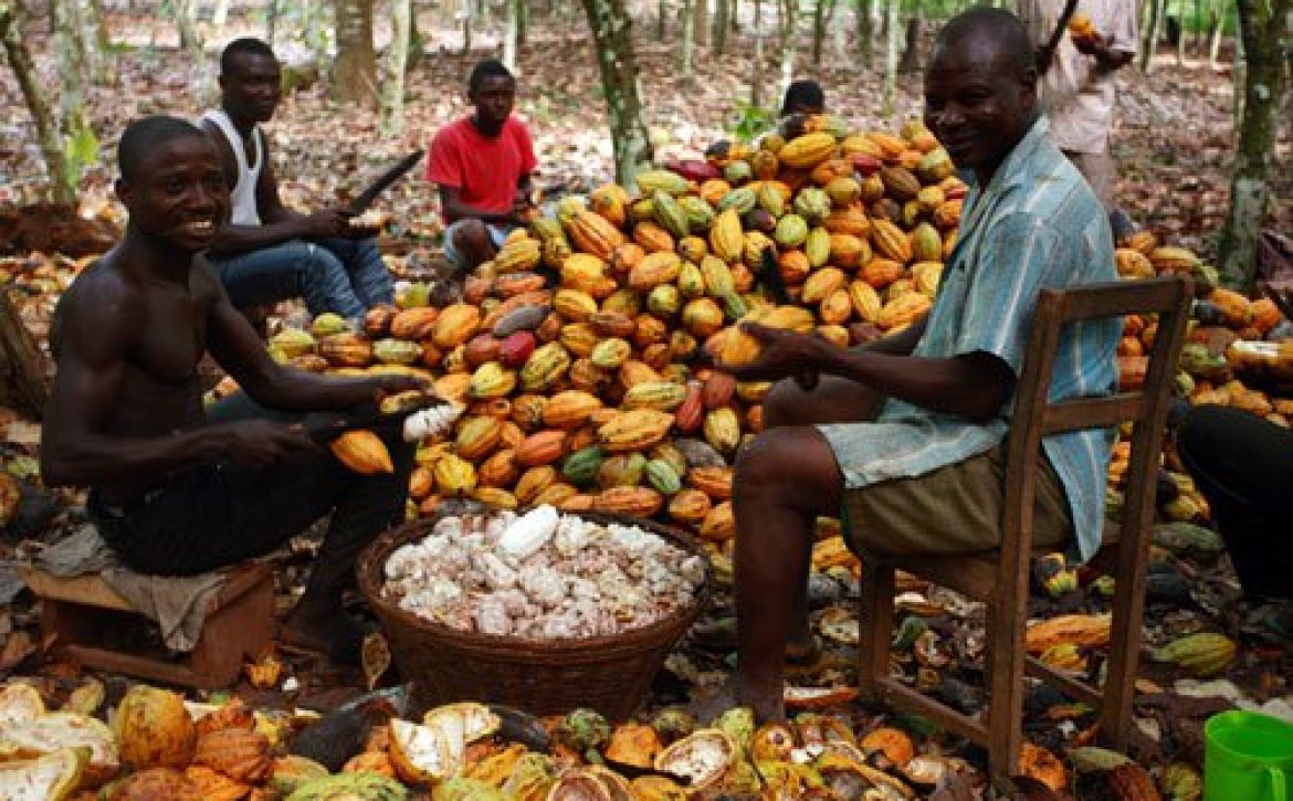 Cocoa-farmers