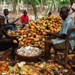 Cocoa Product Industry Will Be Alive In 6months In Osun, China Investors Assure