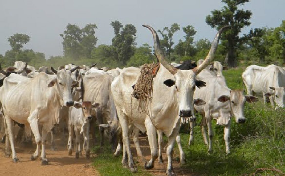 HERBSMEN-CATTLE-REARER