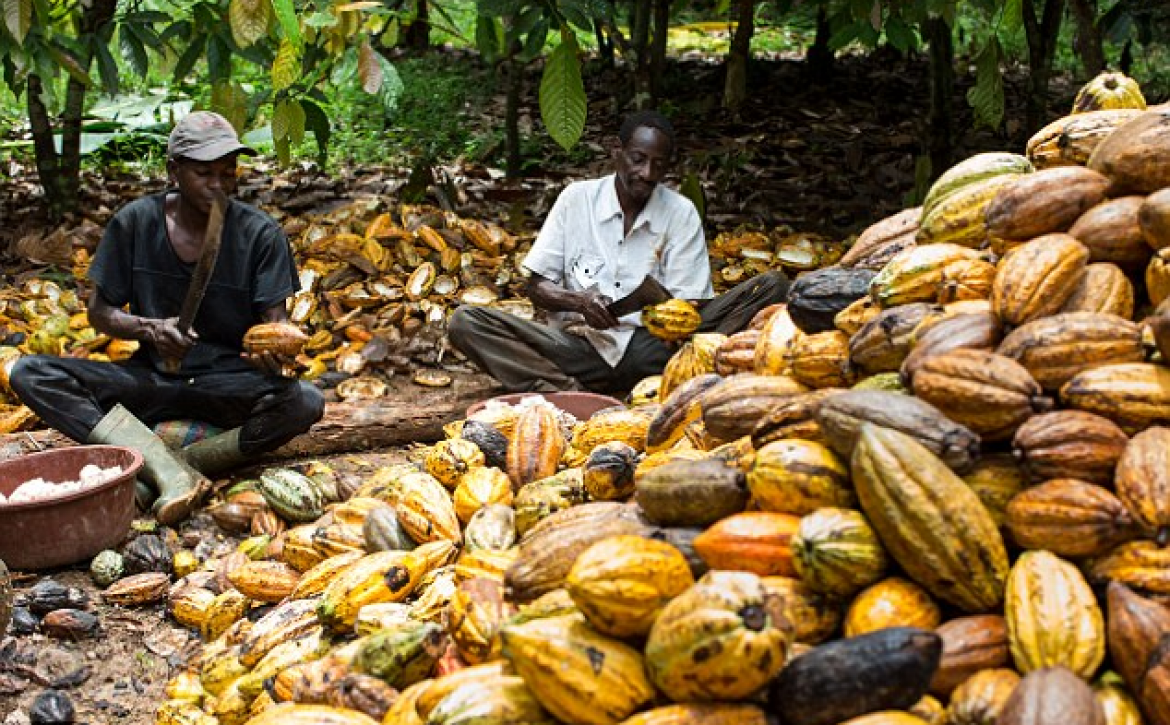 osun-to-become-hub-of-cocoa-production-in-nigeria