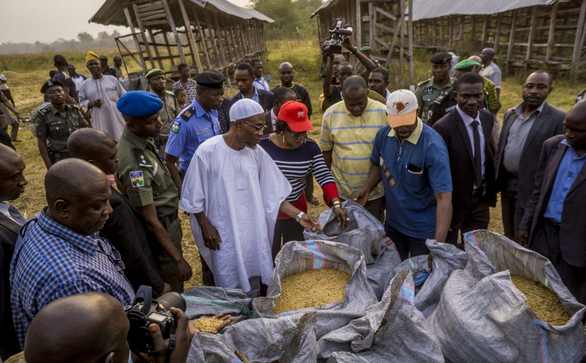 Bosoye Ololare's rice farm