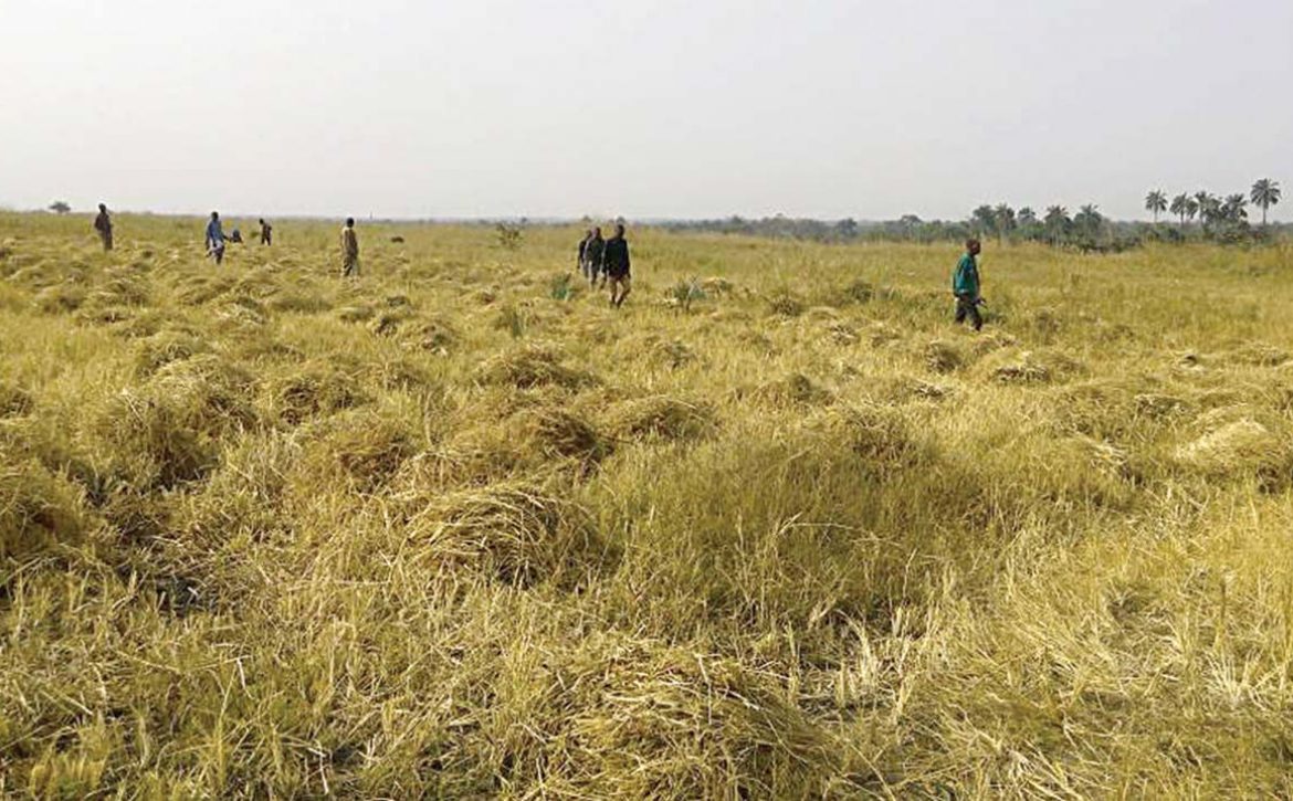 RICE-farm